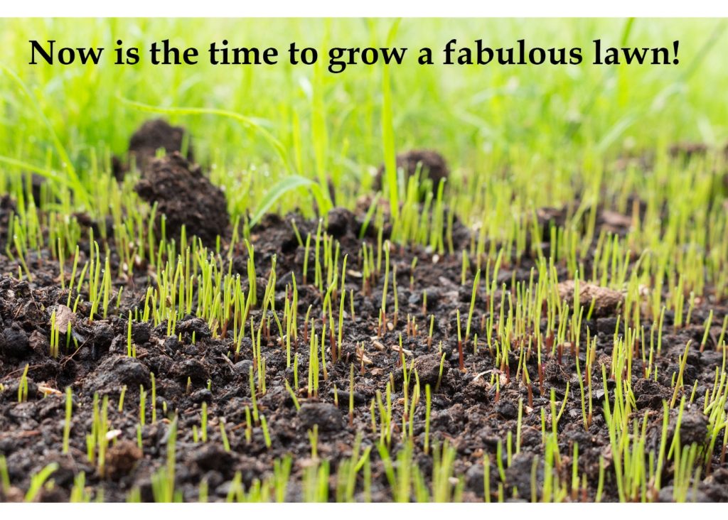 What’s the Best Way to Water New Grass AQUALAWN, Inc.