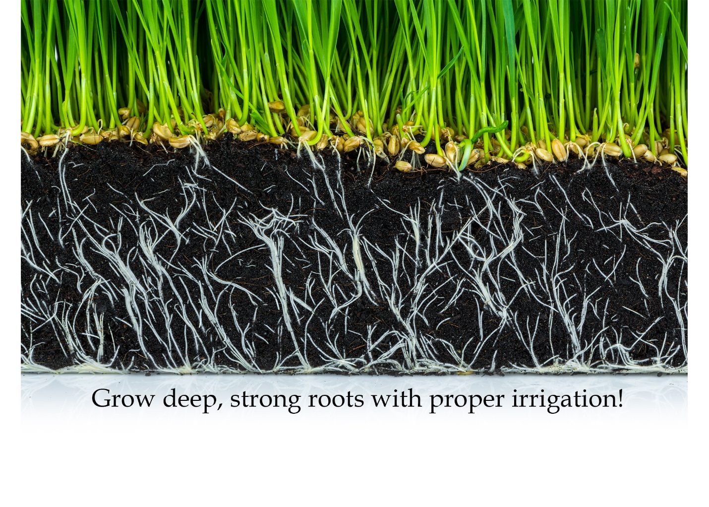 What’s the Best Way to Water New Grass AQUALAWN, Inc. AQUALAWN, Inc
